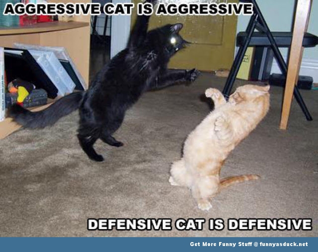 Cat Fight