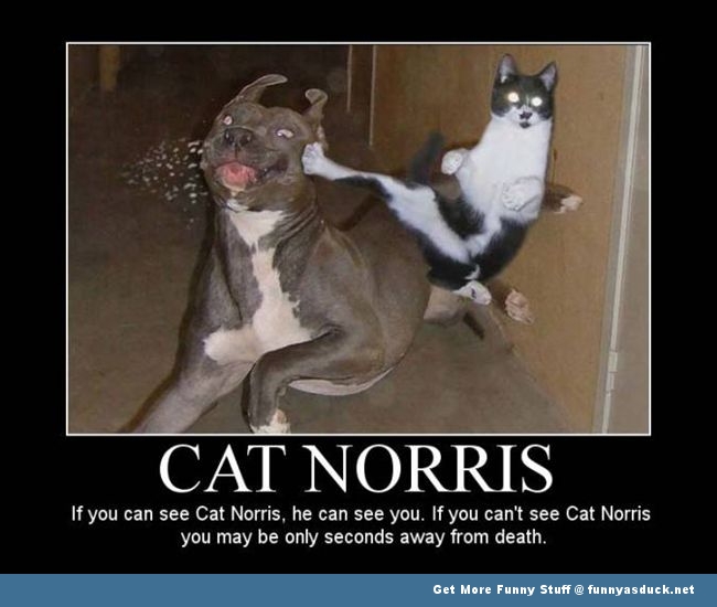 Cat Norris