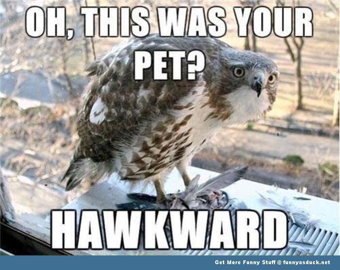 Hawkward