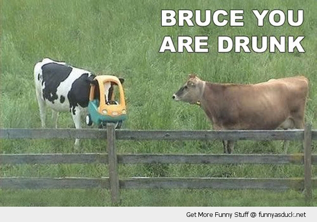 Bruce Are You Drunk?