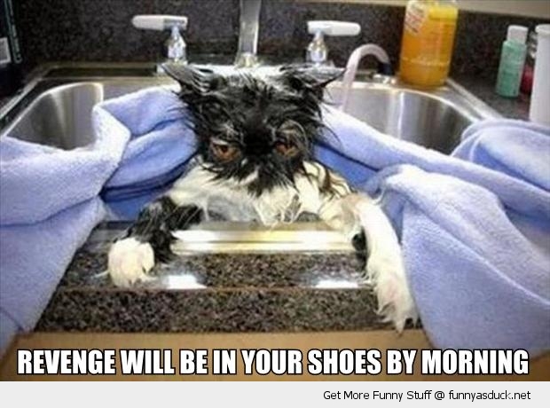 Revenge Will Be In Your Shoes