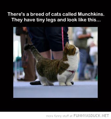 Munchkin Cat