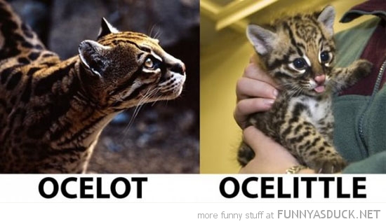 Ocelot