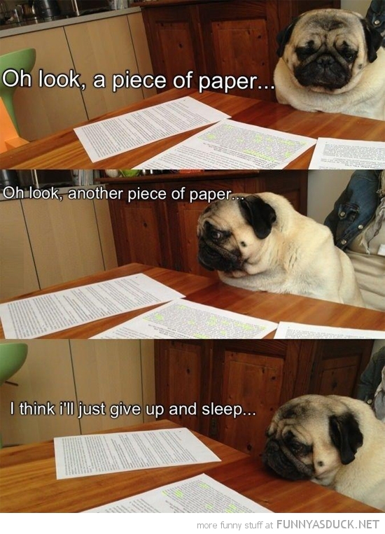 Studying Pug