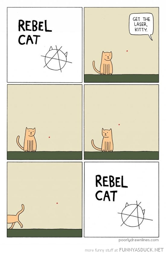 Rebel Cat