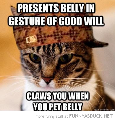 Scumbag Cat