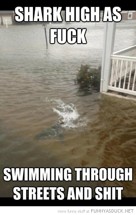 Shark High As F*ck