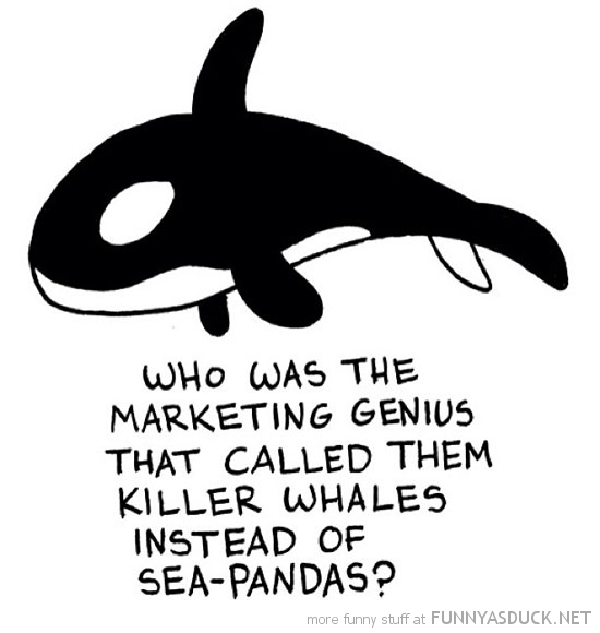 Killer Whales