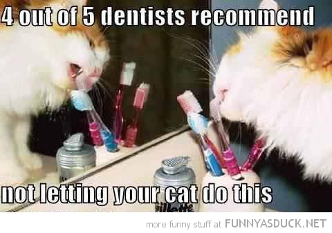 Dentists Recommend