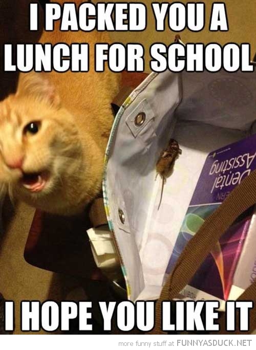 Packed Lunch