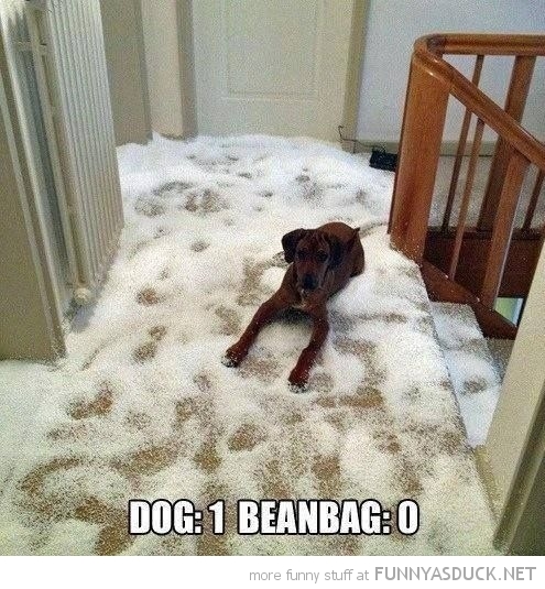 Never Trust A Dog Around A Beanbag