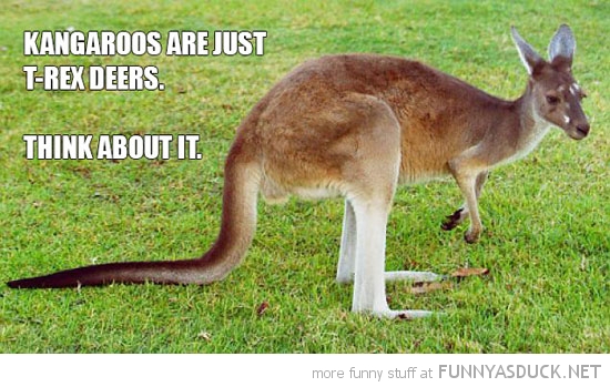 Kangaroos