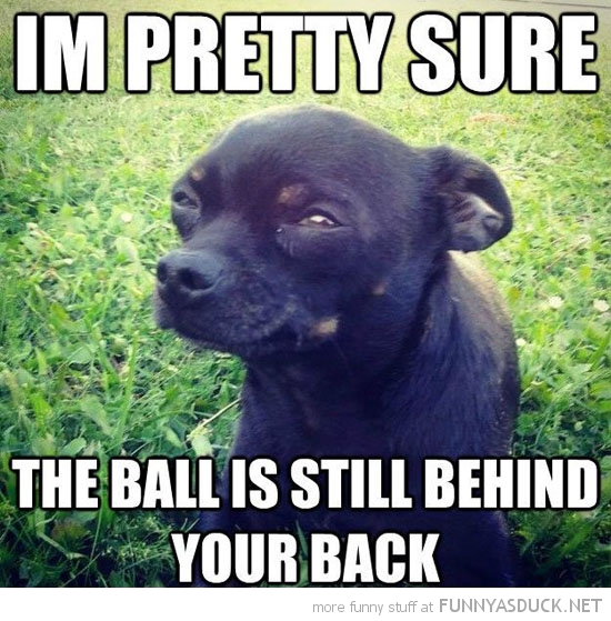 Skeptical Dog