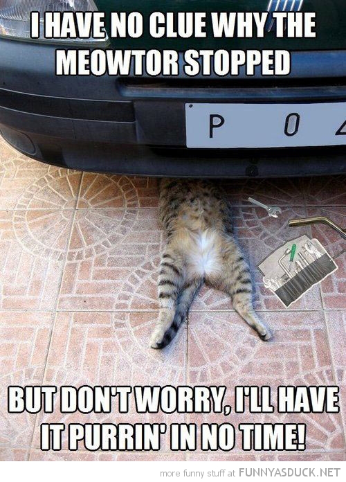 Kitty Mechanic