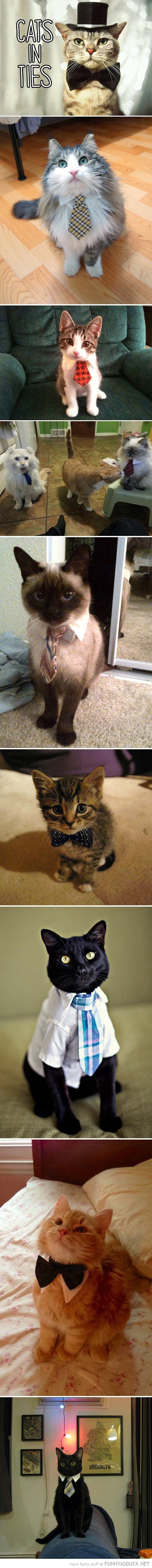 Cats In Ties