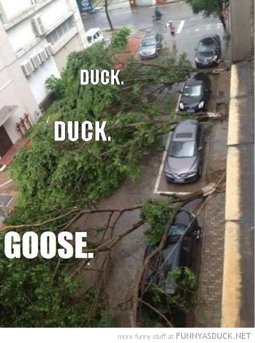 Duck, Duck, Goose