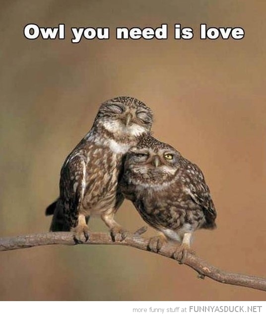 Owl You Need