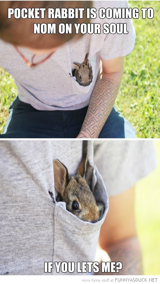 Pocket Rabbit