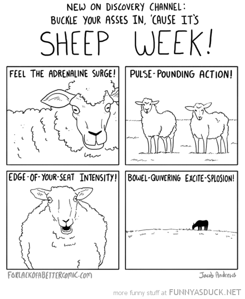 Sheep Week