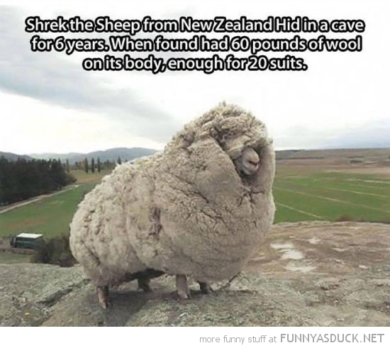 Shrek The Sheep