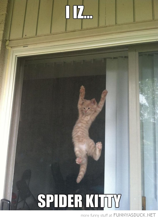 Spider Kitty