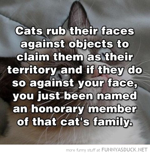 Cats Rub Their Faces