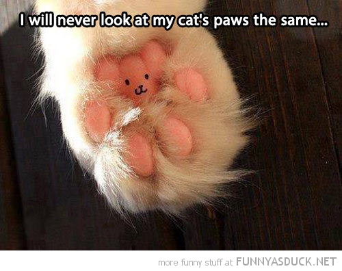 Teddy Bear Paw