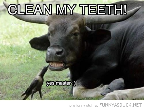 Clean My Teeth