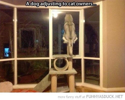 A Dog Adjusting