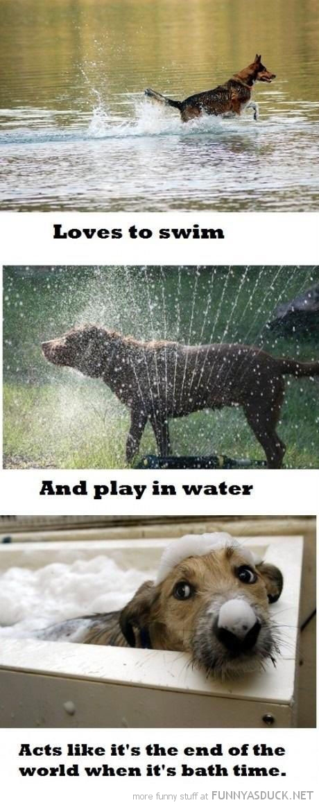 Dog Logic