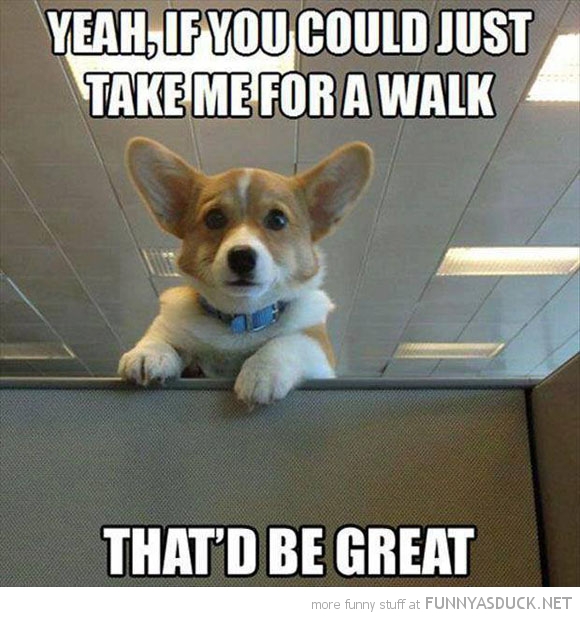 Take Me For A Walk