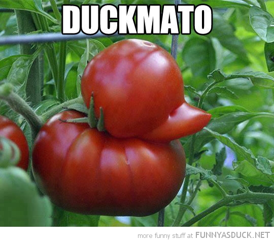 Duckmato