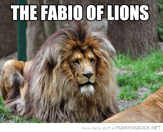 The Fabio Of Lions
