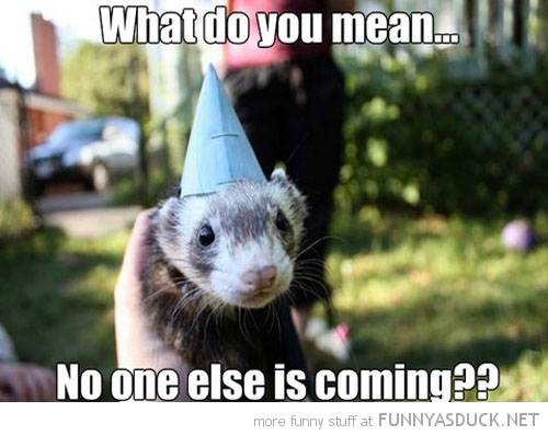 Birthday Ferret