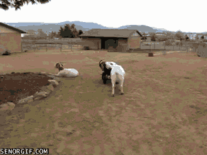 Exiled Goat