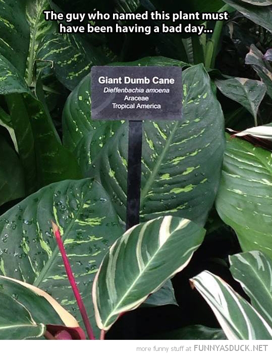 Giant Dumb Cane