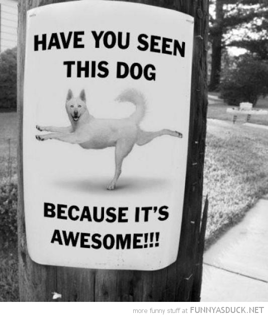 Have You Seen This Dog?