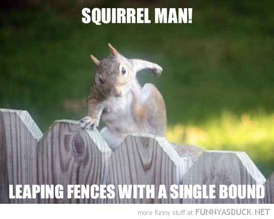 Squirrel Man