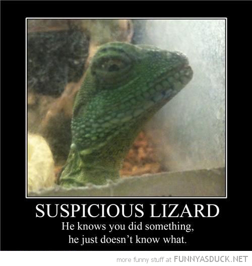 Suspicious Lizard