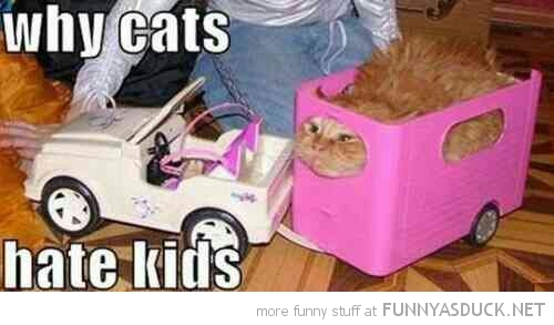 Why Cats Hate Kids
