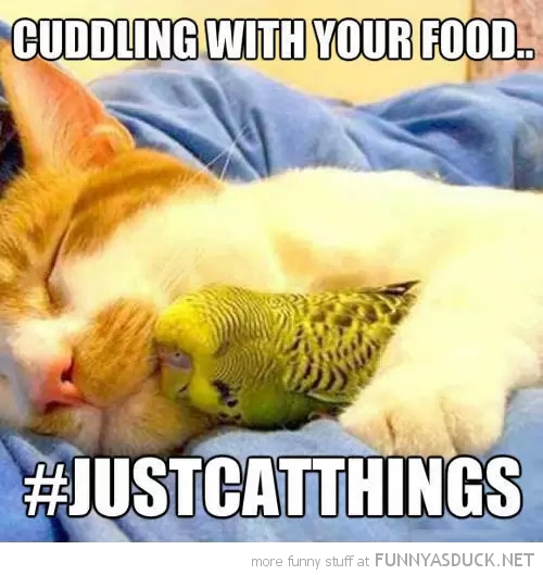 Cuddling With Your food