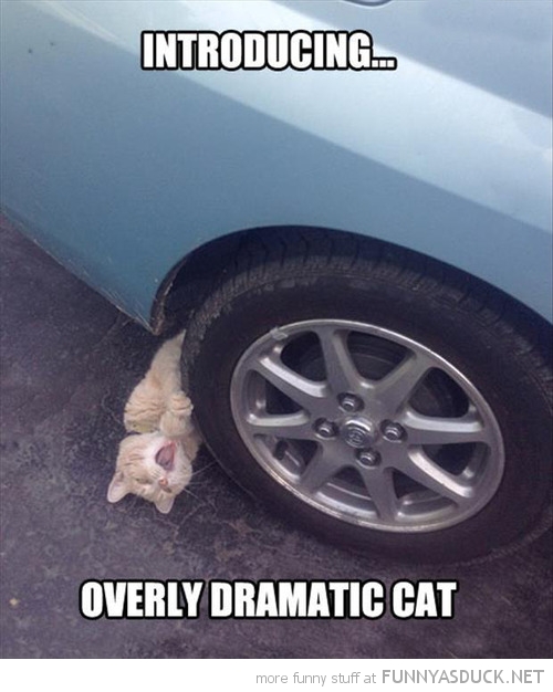 Overly Dramatic Cat