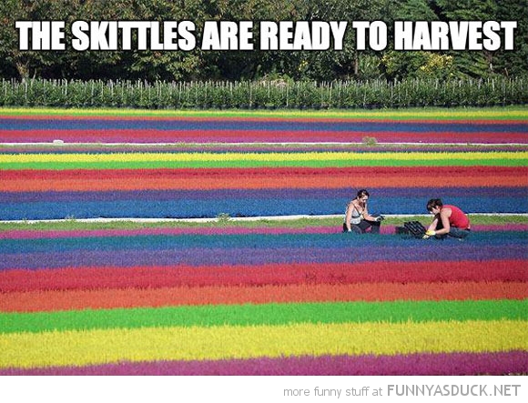Skittle Harvest