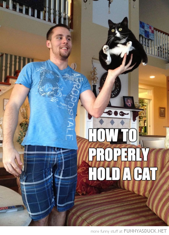 Hold A Cat
