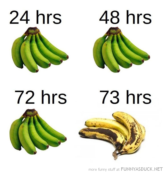The Life Of Bananas