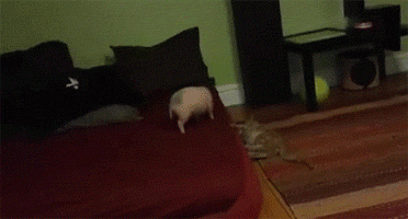 Just A Cat &amp; Piglet Playing