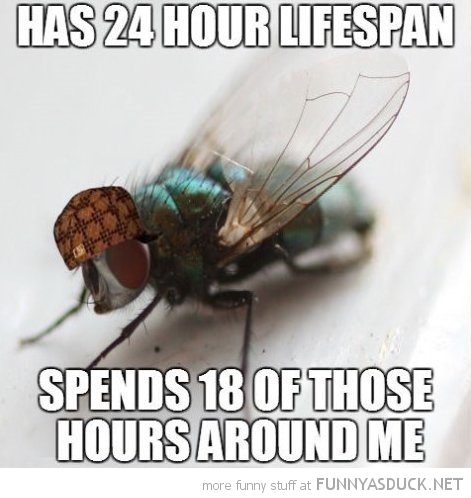 Scumbag Fly