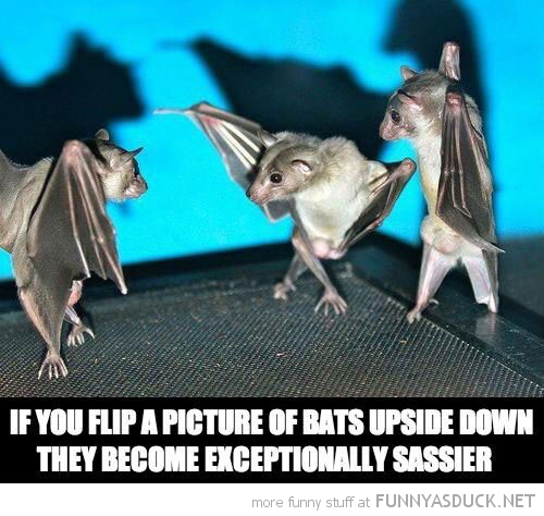 Sassy Bats