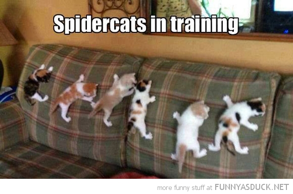 Spider Cats