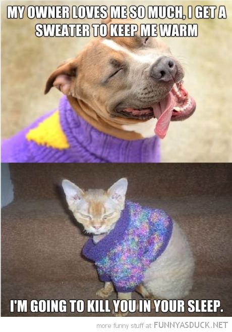 The Difference Between Cats &amp; Dogs